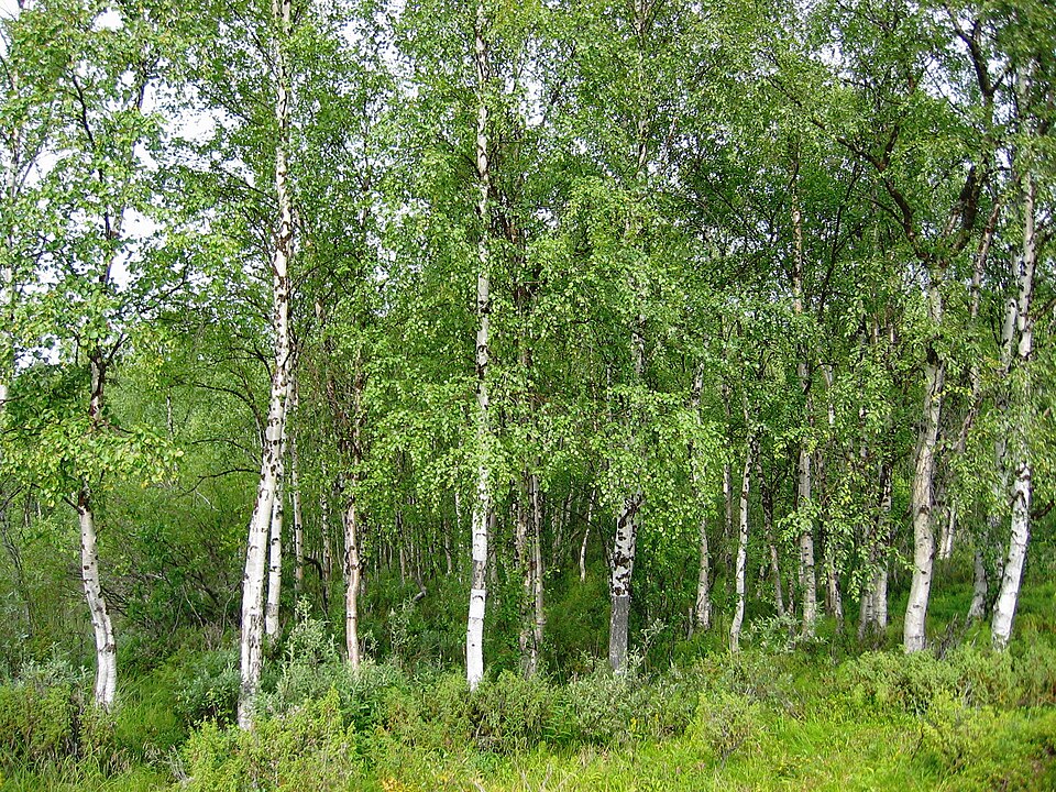 Берёза